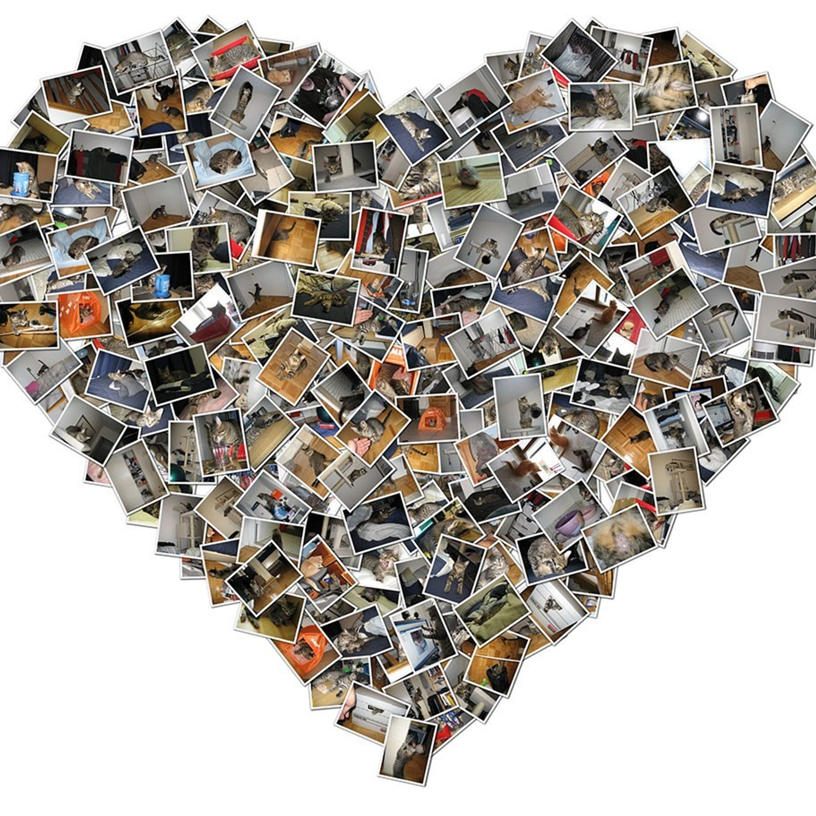 shape collage alternatives and similar software alternativeto net