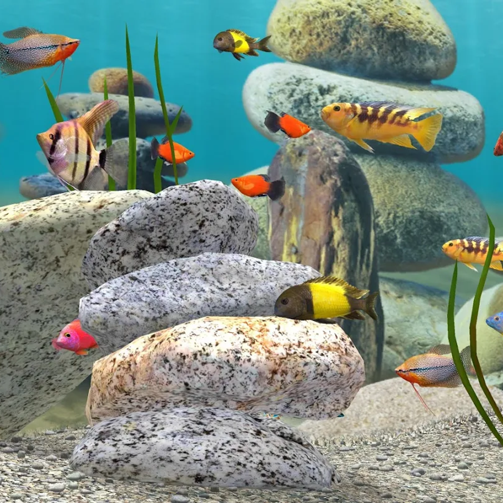Fish Farm 3 3d Aquarium Live Wallpaper Alternatives And Similar fish farm 3 3d aquarium live wallpaper